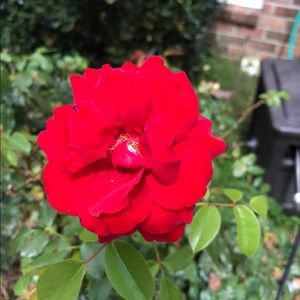 Meet your Posher, Monica